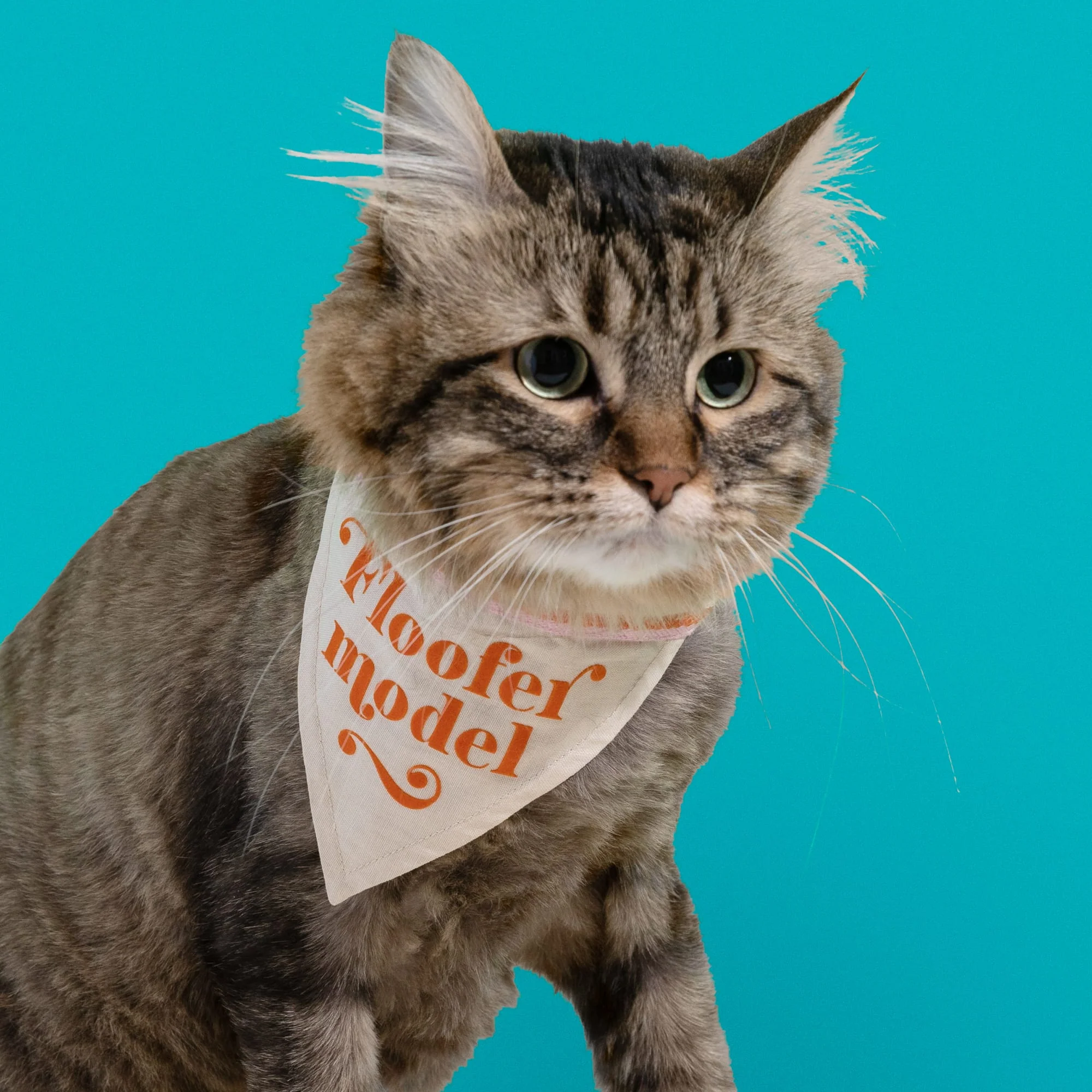 Floofer Model Small Pet Bandana - Image 4